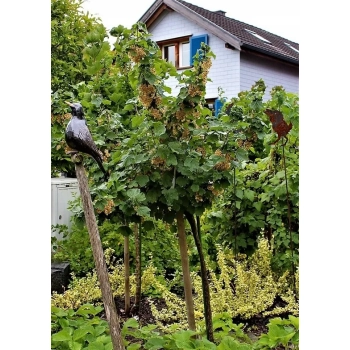 PORZECZKA biała na pniu W DONICY - sadzonki 90 / 100 cm